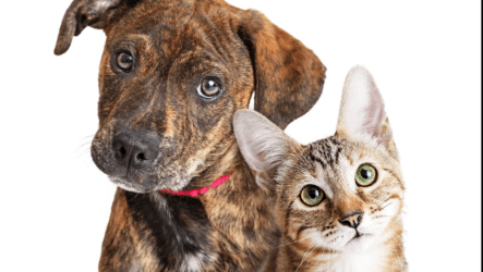 Can an Estate Plan Include Provisions for Pets in Texas?