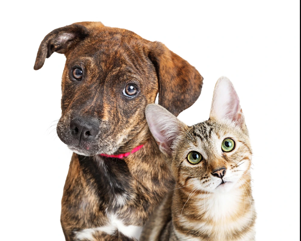Can an Estate Plan Include Provisions for Pets in Texas?